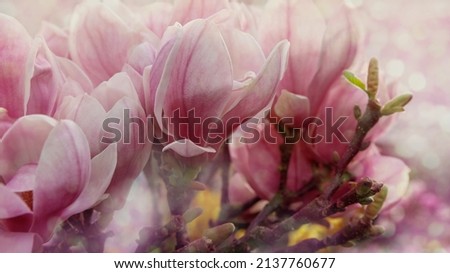 Magnolia blossom spring garden. Beautiful flowers, spring background pink flowers
