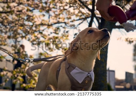 Cute Labrador Retriever in suit with sakura blooming flowers behind