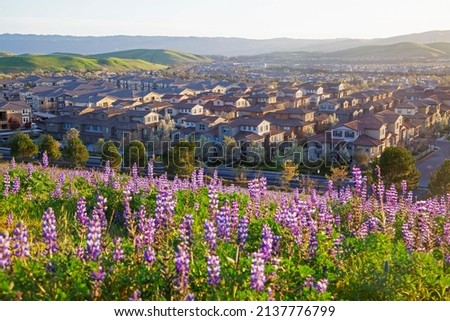 Spring Flowers Blossoming in Tri-Valley, California Royalty-Free Stock Photo #2137776799