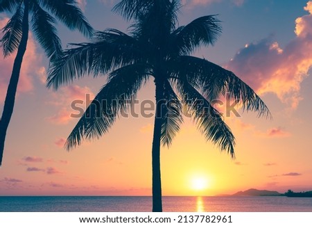 sunset and palm tree silhouettes background 