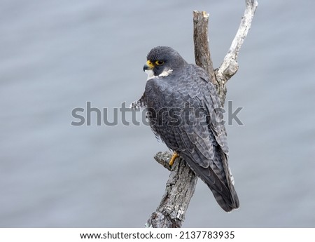 A peregrine falcon in New Jersey 
