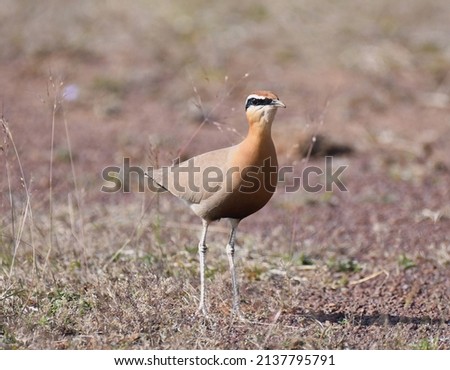The Indian courser (Cursorius coromandelicus) is a species of courser found in mainland South Asia, mainly in the plains bounded by the Ganges and Indus river system.