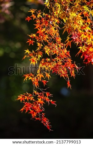 Japanese maple leaf, autumn season image
