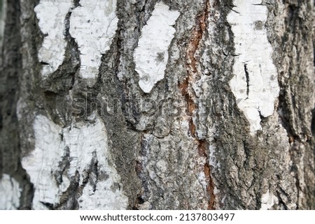 The trunk of a birch tree. Black and white stripes and cracked natural texture of Russian birch bark. High quality photo
