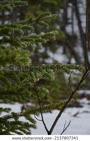 large wet pine full of snowflakes on the tips with niven in the textured background