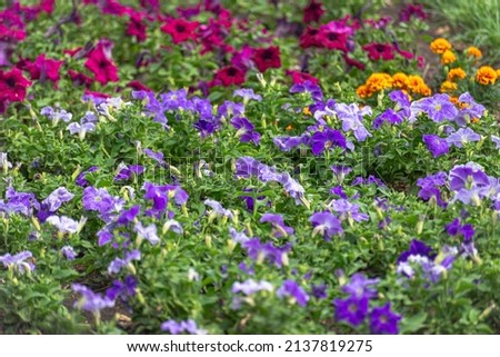 Flower bed with spring flowers.