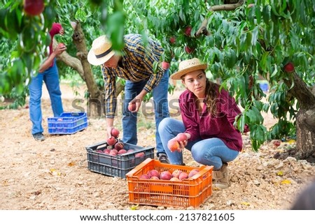 Woman farmer harvesting ripe peaches in fruit garden, putting in crate Royalty-Free Stock Photo #2137821605