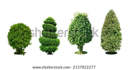 Bush, Dwarf trees, ornamental trees, shrubs.,
Siamese rough bush, pruning tree for garden decoration. 
Total of 4
Isolated on white background and clipping path. Royalty-Free Stock Photo #2137822277