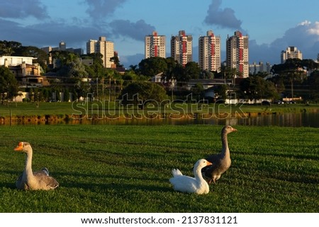 Geese in Barigui Park in Curitiba Parana Brazil.