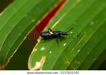 Allodahlia coriacea signata, a common earwig.