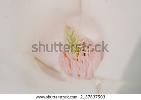 close up of a magnolia flower