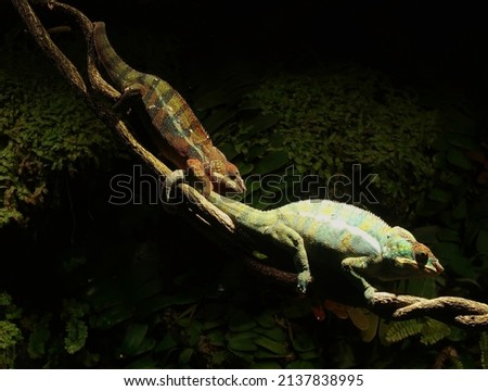 Panther chameleon - a type of lizard