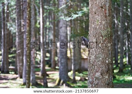 A small woodpecker sits on a tree trunk in the Black Lake park in Montenegro. High quality photo
