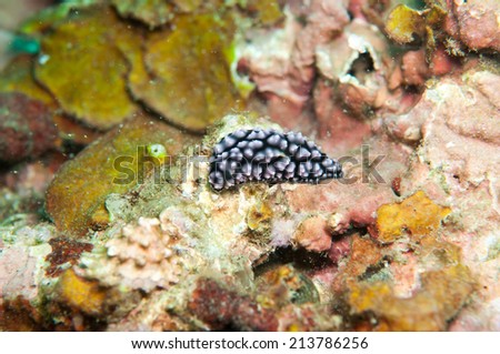 Sea Slug _ Sphyllidiella pustulosa