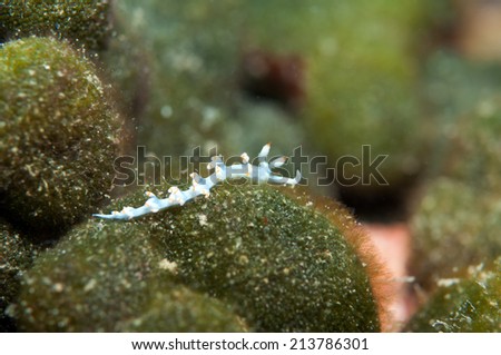 Sea Slug 
