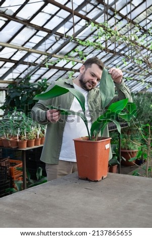 Young farmer examines the large leaves of large green plant in pot. Gardening, seedlings, sale