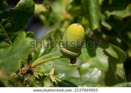 Close up pictures of the bunch of fresh unriped green acorns on the twigs of oak tree with leaves, during summer time. Ulyanovsk, Russia