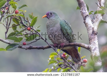 Wildlife bird species of Jambu Fruit-dove female perched on a tree branch with natural background in tropical rainforest.