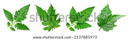 Leaves tomato collection. Fresh organic tomato leaf isolated on white background. Tomato leaves set with clipping path Royalty-Free Stock Photo #2137885973