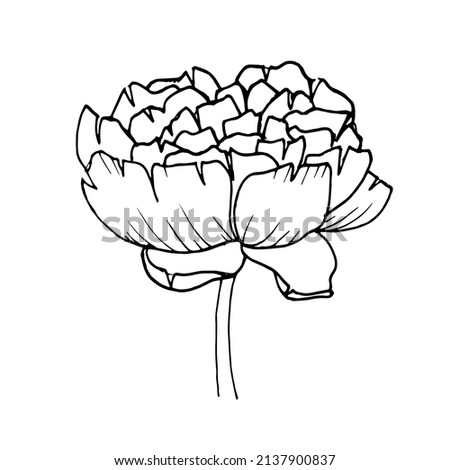 Black and white outline of a peony flower drawn by hand