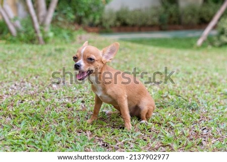 Chihuahua dog sitting on the green grass, Little Brown Chihuahua dog