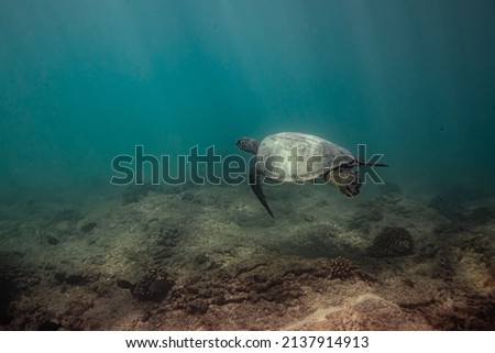 Sea turtle in Oahu, Hawaii.