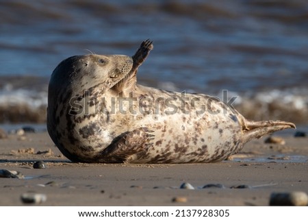 Grey seals on Horsey Gap beach in north Norfolk, UK. January 2022