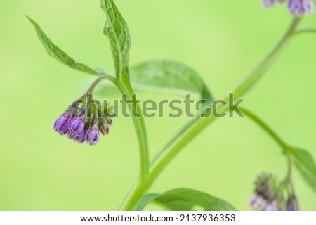 Flower pink of a comfrey on green blurred background. 