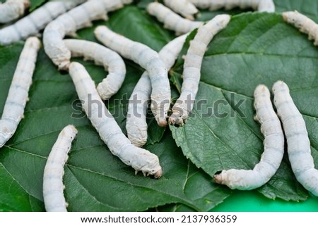 Many silkworms eating mulberry leaves. Royalty-Free Stock Photo #2137936359