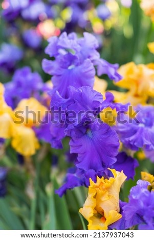 Yellow and blue blooming iris flowers closeup on green garden background. Sunny day. Lot of irises. Large cultivated flowerd of bearded iris (Iris germanica). Blue and yellow iris flowers are growing Royalty-Free Stock Photo #2137937043
