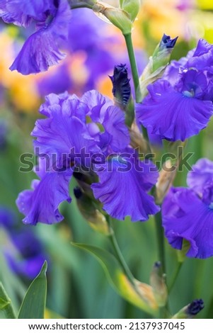 Yellow and blue blooming iris flowers closeup on green garden background. Sunny day. Lot of irises. Large cultivated flowerd of bearded iris (Iris germanica). Blue and yellow iris flowers are growing Royalty-Free Stock Photo #2137937045