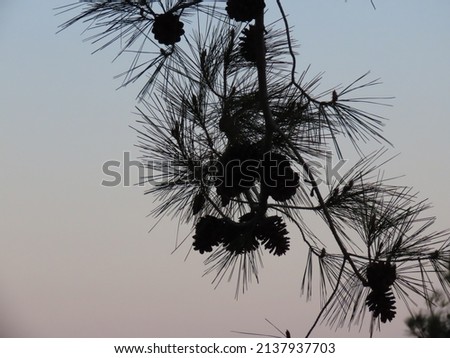 Pine forest. Suspension bridge park in northern Israel - Nesher.  Macro photography and contrast at sunset - tree branches.