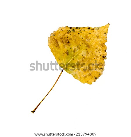 yellow leaves on white background