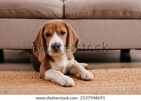 Cute beagle dog with big ears laying on a wicker rug. Adorable and funny pup with brown, black and white markings resting on a carpet at home. Close up, copy space for text, interior background. Royalty-Free Stock Photo #2137948691