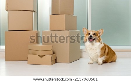 A Cute Dog Sitting Near the Big Boxes. The Relief of Life by the Help of New Technologies With Online Shopping. A Quick Delivery. A Delivery of Orders From Online Shops. Buying by the Internet.