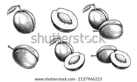 Plum fruit set. Hand drawn sketch style summer fruit drawings collection. Best for package and market designs. Vector illustrations. Royalty-Free Stock Photo #2137966223