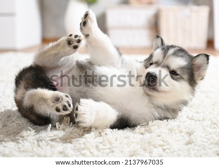 Cute Alaskan Malamute puppy one month old frolics on the carpet in the living room
 Royalty-Free Stock Photo #2137967035