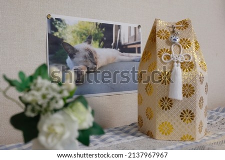 Remains and photographs of a deceased domestic cat. Grief of losing a pet.