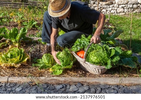 In the kitchen garden - Gardener with his harvest basket picking autumn vegetables: Chinese cabbage, pumpkin, perry  Royalty-Free Stock Photo #2137976501