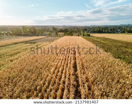 Yellow field of corn in Ukraine rural agricultural countryside. Harvest season, food stocks farming. Ukraine global leader and exporter in agricultural food production