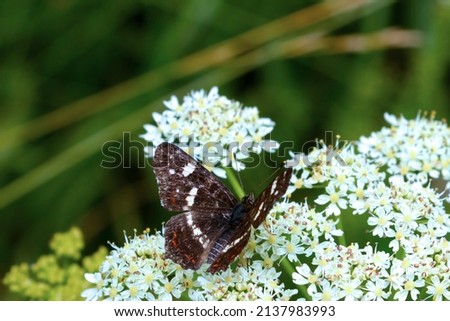 A butterfly sits on flowering flowers in the spring