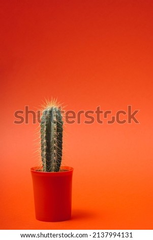 Fashion cactus in red flower pot on pastel red orange sunset color background. Minimalism. Creative cactus concept. Trendy way out west concept.