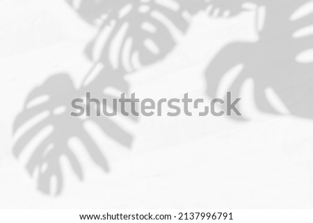 Blurred Tropical leaves natural shadow. Trendy home gardening background with palm Monstera leaves overlay. Natural Monstera deliciosa Swiss cheeseplant.  Royalty-Free Stock Photo #2137996791