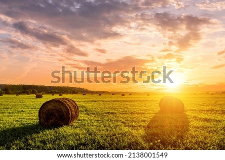 A field with golden haystacks with a cloudy sky at sunset or sunrise. Procurement of animal feed in agriculture. 