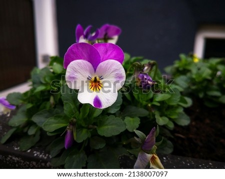 White and violet with yellow center single flower of garden pansy (Viola tricolor, heartsease, heart's ease or delight, trinity violet, lady's-delight, love-in-idleness) plant framed by green leaves