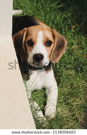 Beagle puppy lying and looking suspicious on the grass in the outdoor garden. dog beagle on the walk in the park outdoor.