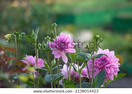 Paeoni lactifla ora. pink peony bush in the garden . Many flowers. Summer Royalty-Free Stock Photo #2138014423