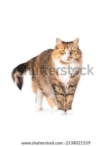 Fluffy cat standing while looking at camera. Front view of cat with curious body expression. Cute orange, white and black torbie kitty. Yellow eyes and beautiful asymmetric markings. Selective focus.