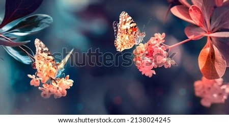 Beautiful butterflies on pink flowers in the summer garden. Banner format.