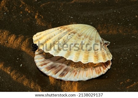 The Great Scallop shell is the ideal example of a powerful free-swimming bivalve. Overfished in many areas these molluscs prefer sandy seabeds Royalty-Free Stock Photo #2138029137